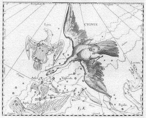 Cygnus by Johannes Hevelius